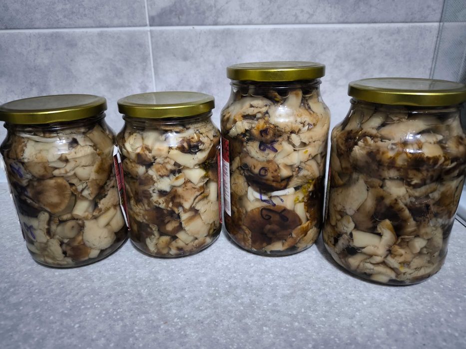 Грибы подтопольники