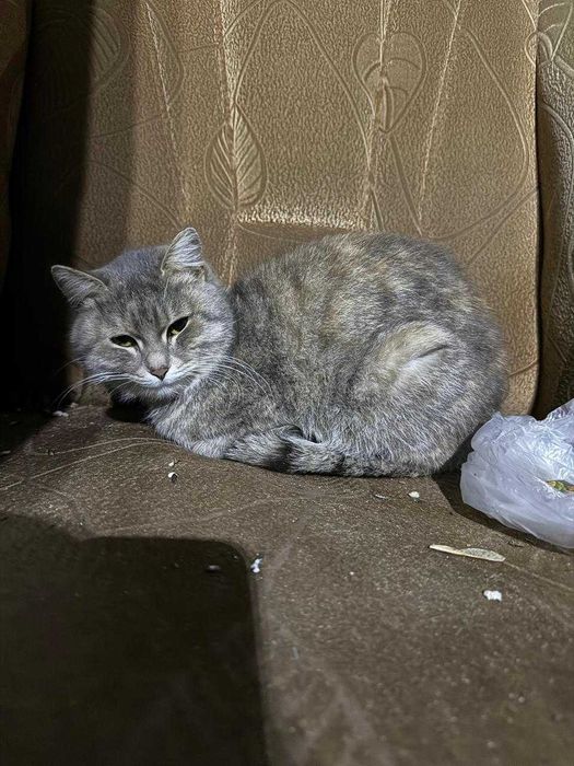 Кошечке очень нужен дом!