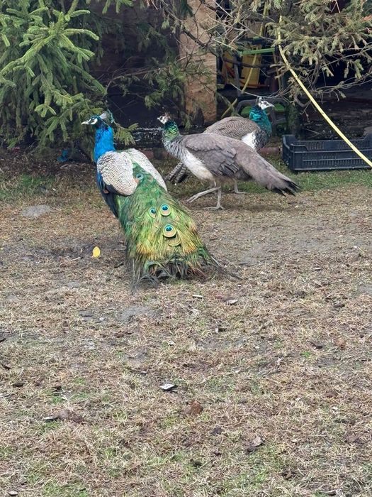 Vand pereche de pauni