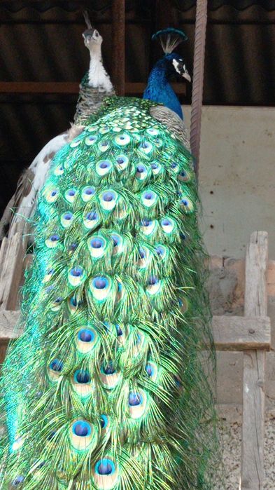 Павлин индийский