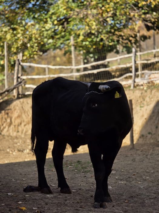 Taur de vânzare ‼️