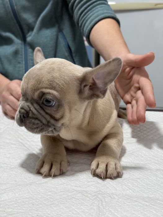 Fetita Bulldog Francez Fawn