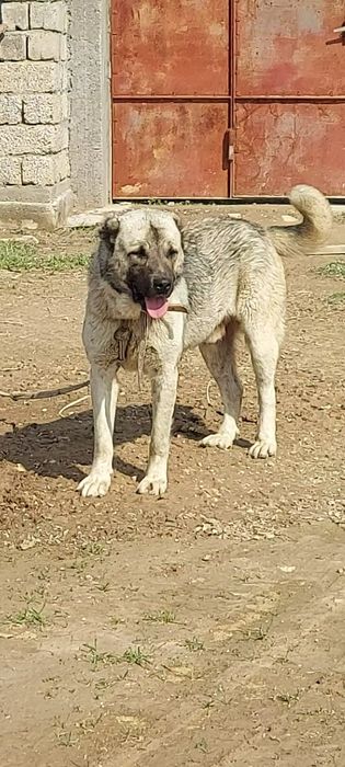 Кангал турк кангал