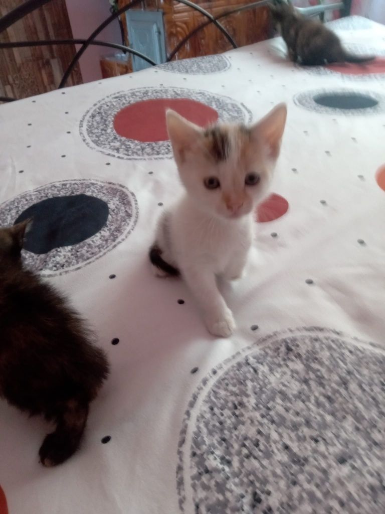Micuțe prințese blanoase