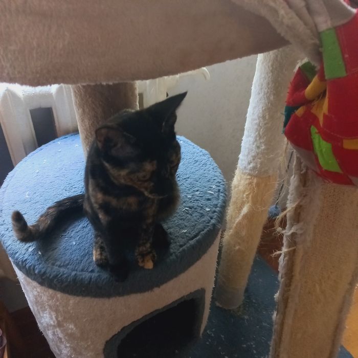 ДОМАШНИЕ -Котята.коты и кошки.Домашние.