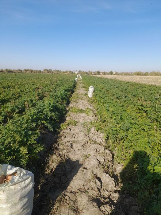 Sabzi sotiladi 1.5 gektar