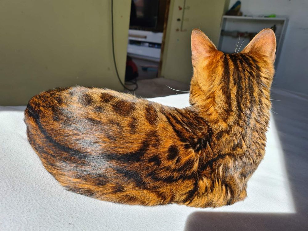 Мъжко бенгалско коте,много любвеобилно и игриво.