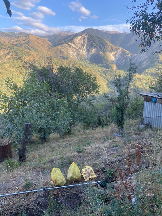 Продам груши, яблоки горные из собственного сада