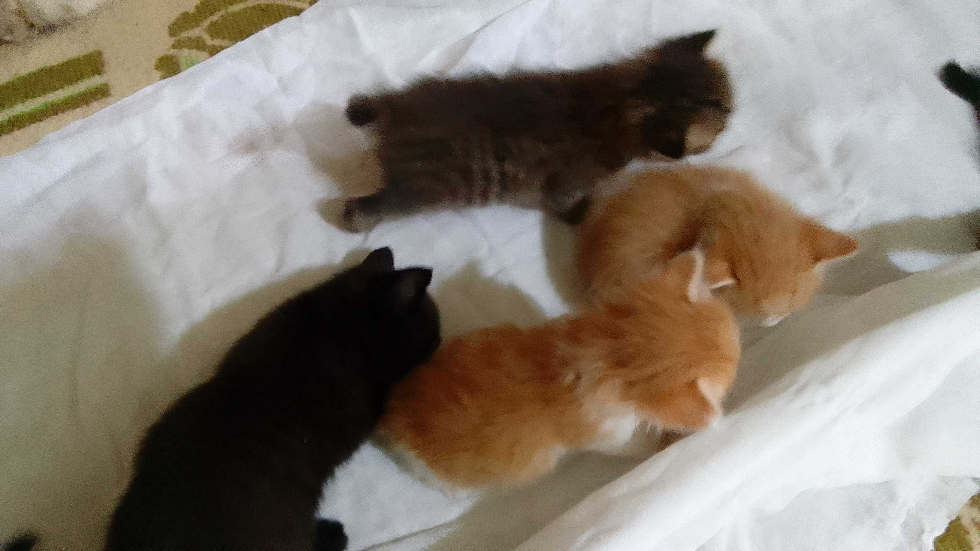 Котята - Раздаём бесплатно