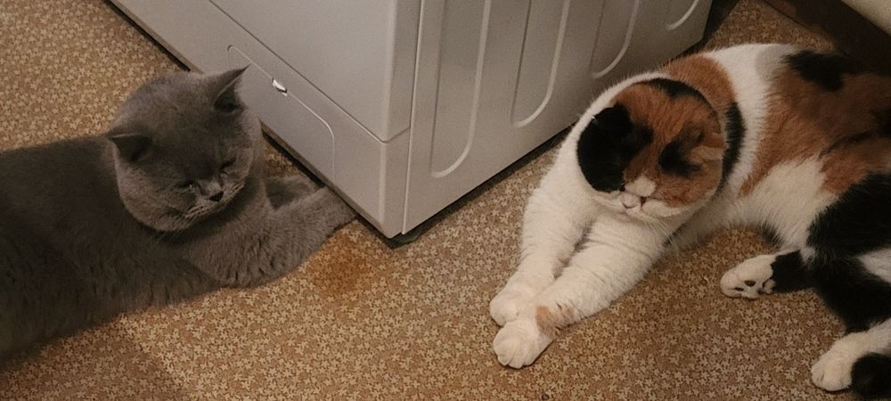 Продажа породистых  хулиганов