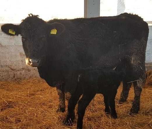 Vand Vitele, Vaci, Juninci, Pirimipare Aberdeen Angus