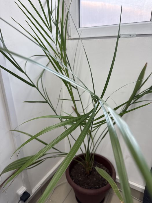 Комнатный цветок