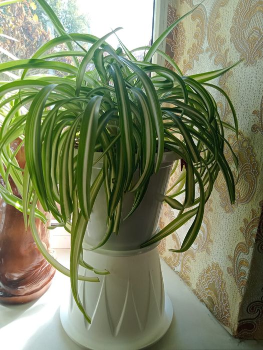 Продам ком цветы