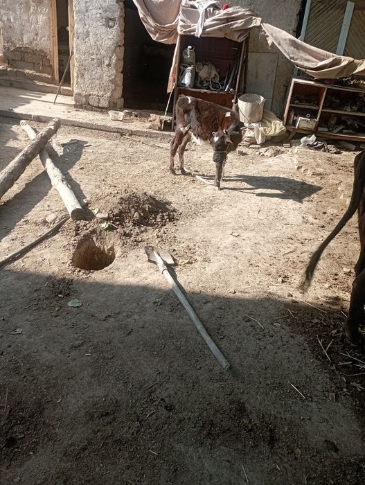 Ona bola sigir bolasi gʻunajin