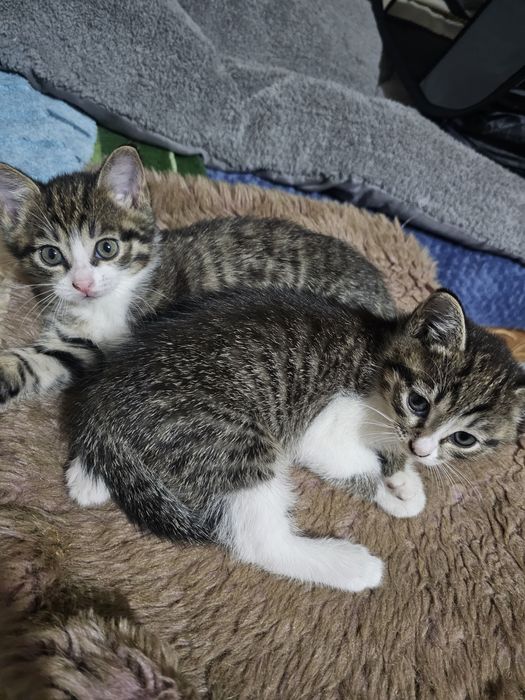 Котята ищут маму и папу!
