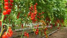 Vand Rasad | Rasaduri Rosii Cherry si Diverse Specialitati 2025