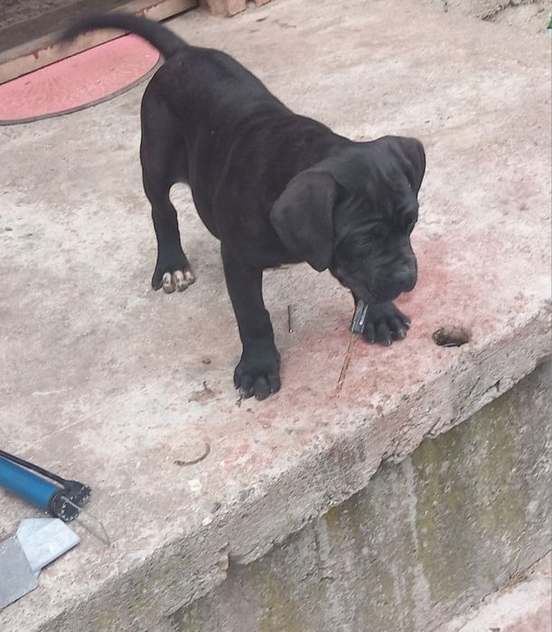 Кане Корсо Хубаво