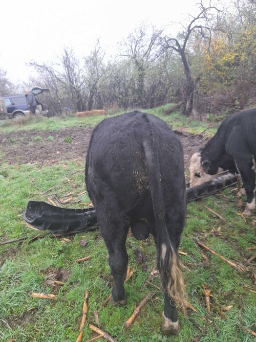 Мъжки телета за клане или разплод