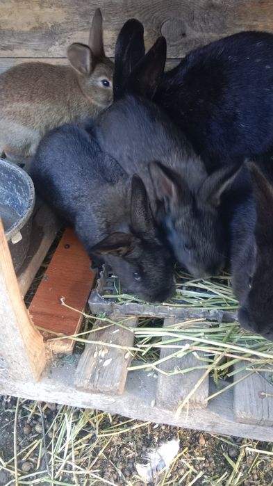 Продам кролят 1 месяц и 10 дней