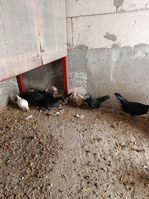 Cocoșei pitici..