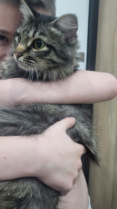 Кошечка ищет дом, прекрасная охотница ни одна мышь не пройдёт,