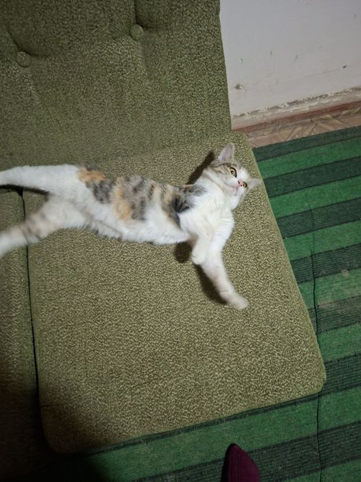 Отдам в хорошие руки