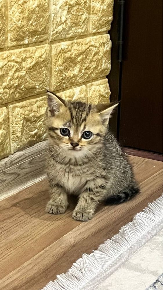 Scottish Fold bollari