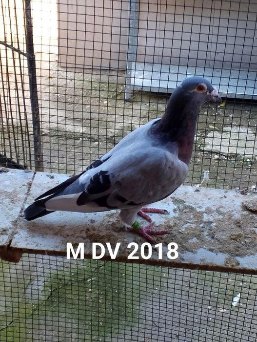 Masculi voiajor sport