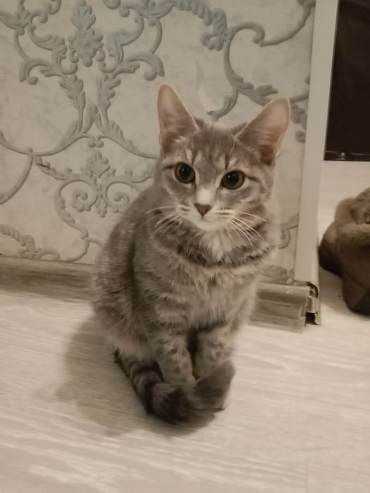 Отдам котёнка в добрые надёжные руки