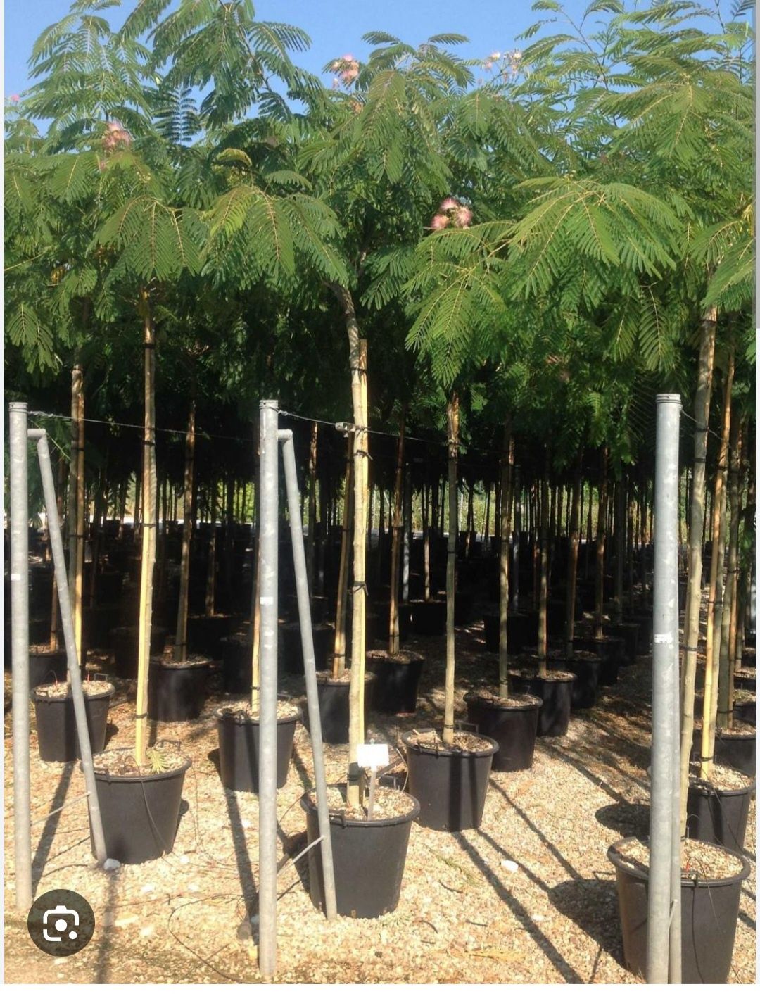 Albizia(arbore de matase),Catalpa,Salcâmi, Salcâmi galbeni,Castani.