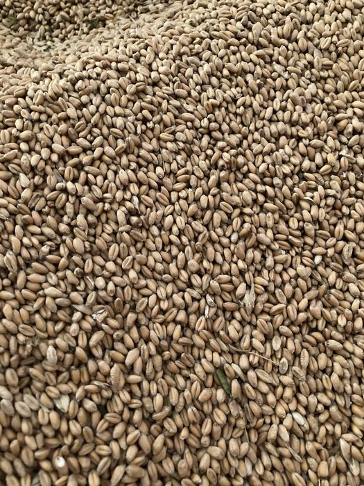 Vand grau si baloti paie