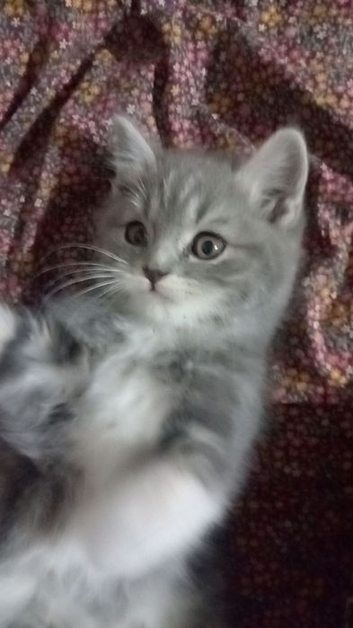 Paxmoq mushuk sotiladi