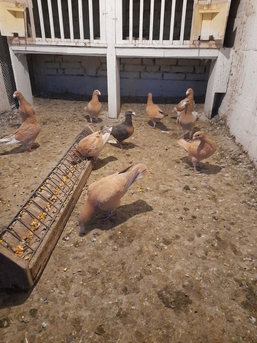 Vînd porumbei voiajori germani de ftumusețe