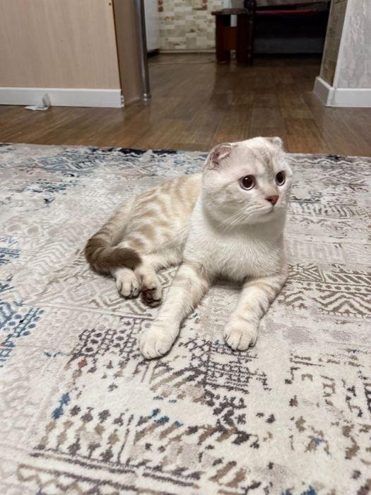 Кот Шотландски Веслоухи