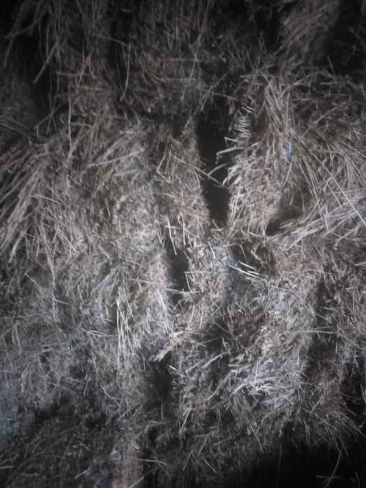 Vand baloti mici de trifoi