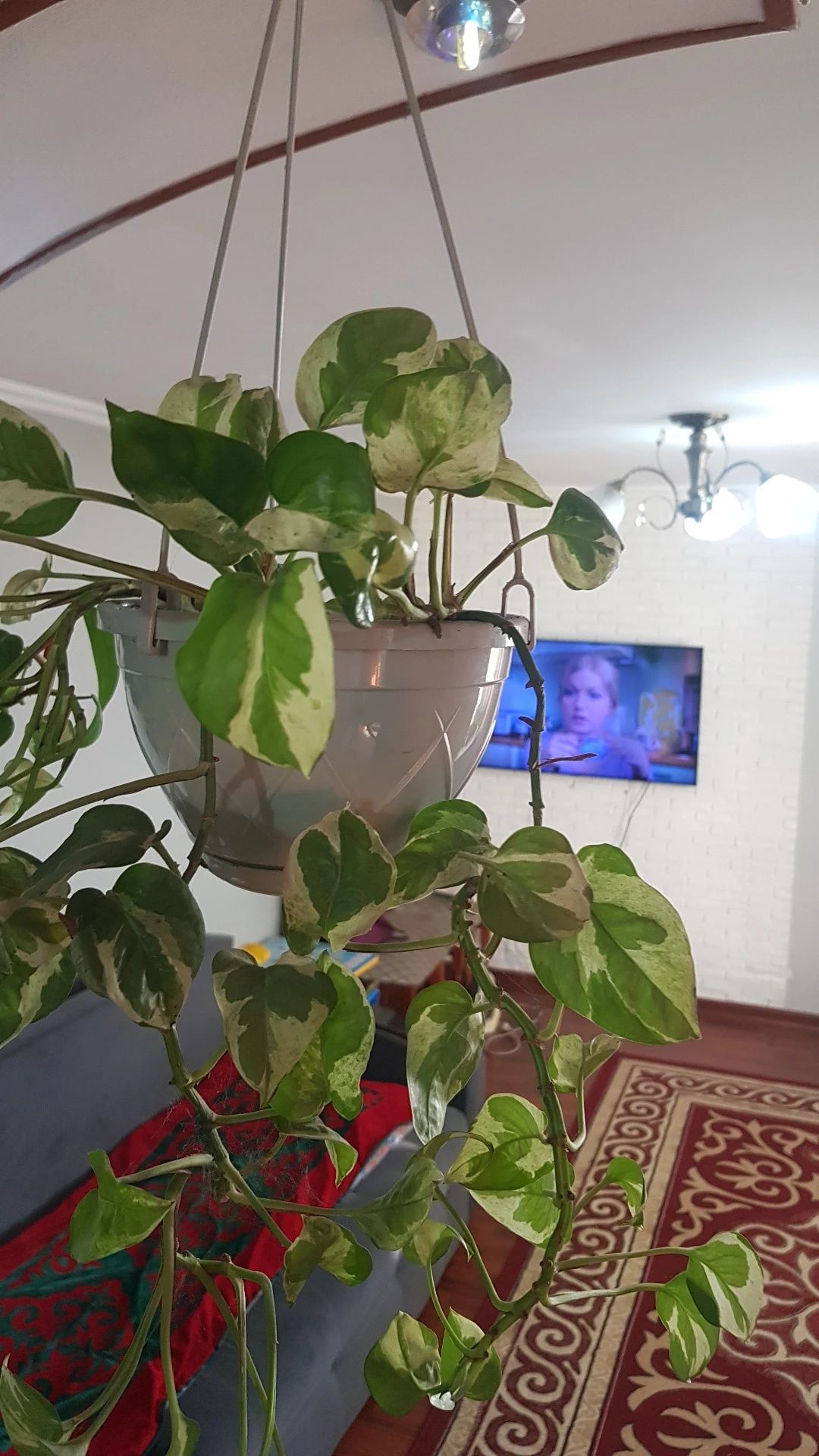 Комнатное растение