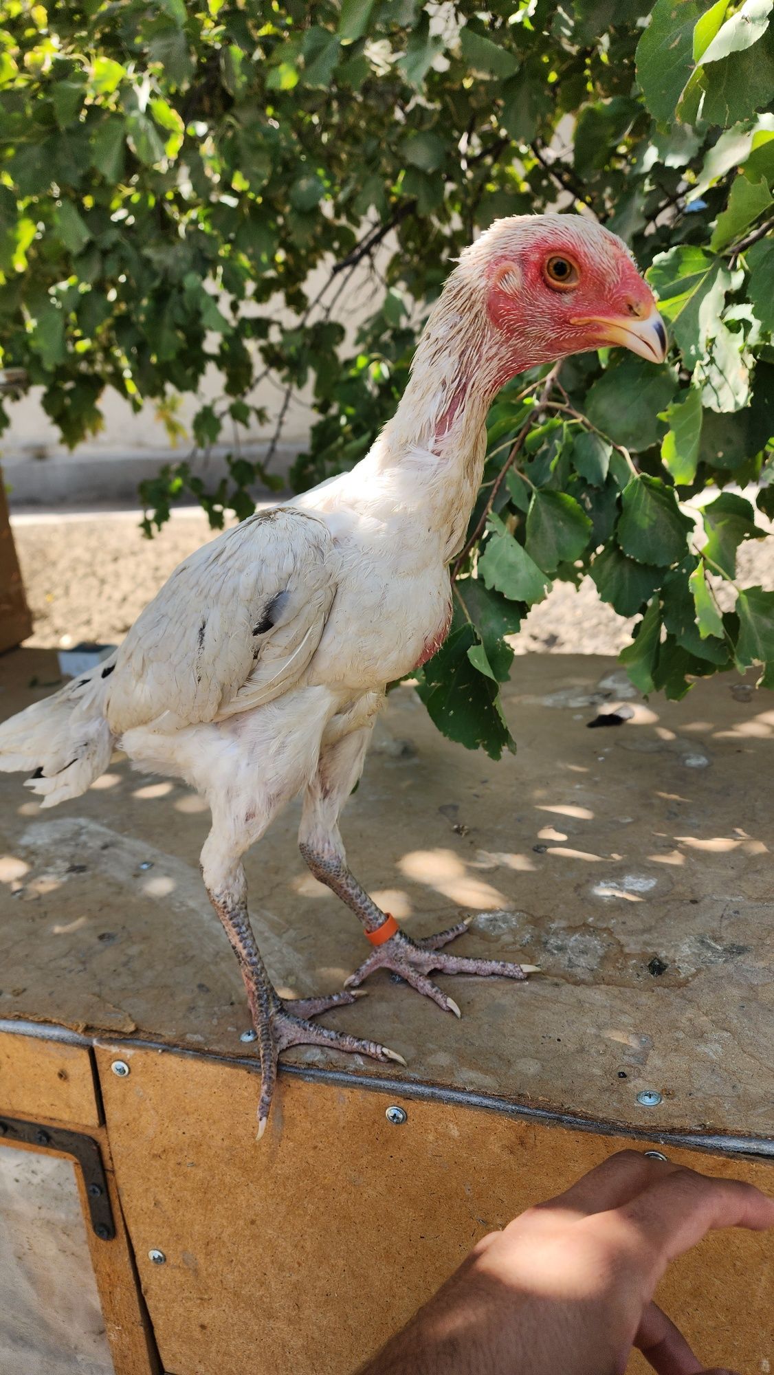 Oq joja xorozcha