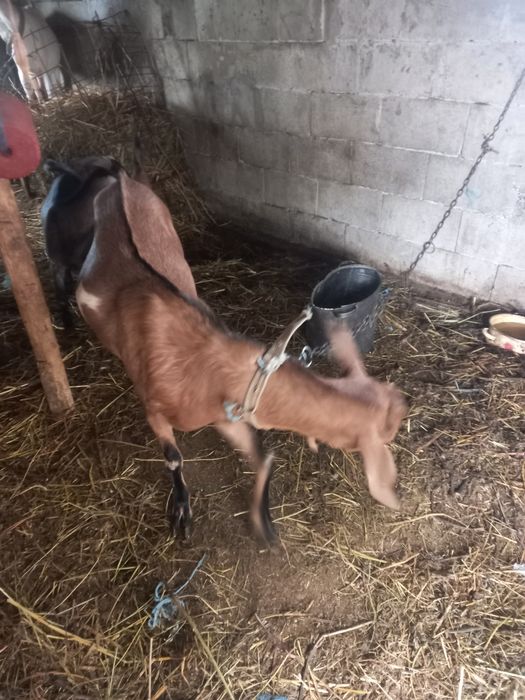 Vând capră din mama bună de lapte