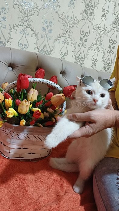 Шотландский страйд