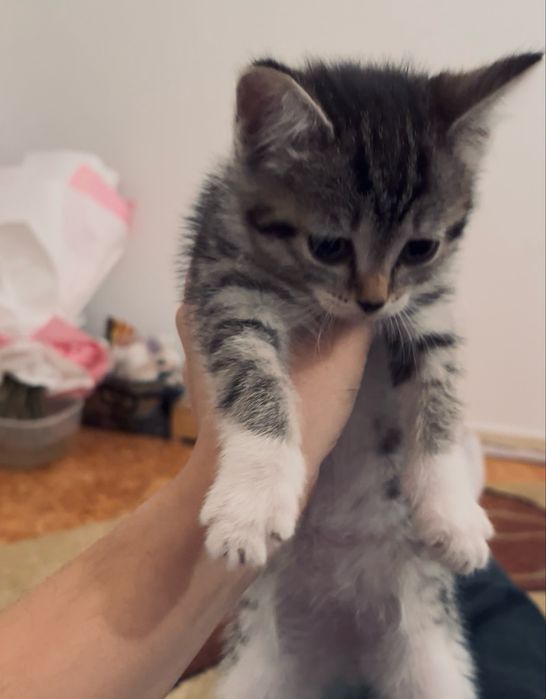 Отдам котёнка девочку, 1.5 месяца, очень милая