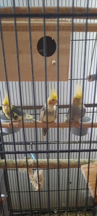 Papagali Nimfe 2 perechi