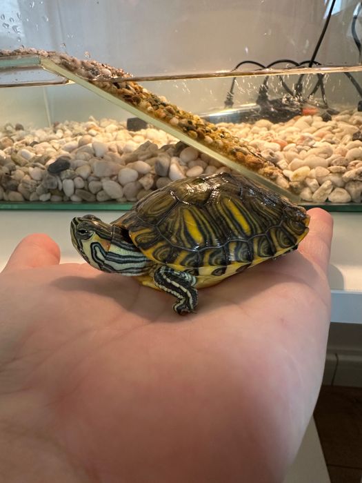 Broască țestoasă de apă cu acvariu și accesorii