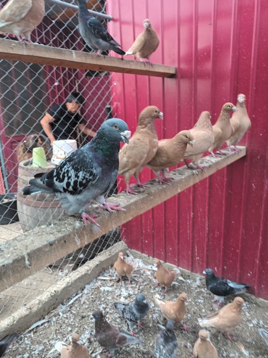 Porumbei voiajori de frumusețe