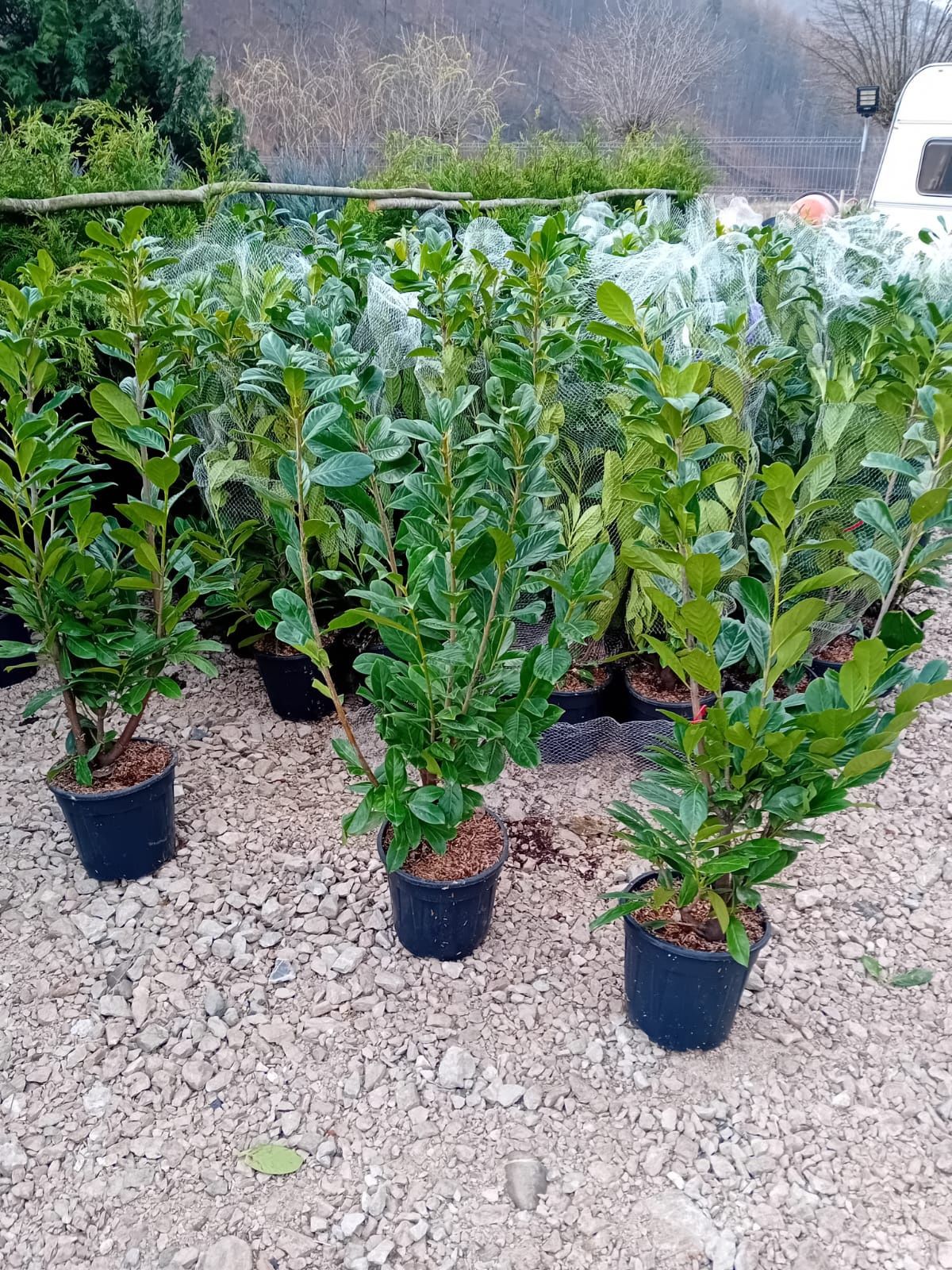 Vând plante mesteacăn tuia spirale buxus