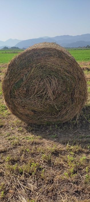 Vând baloți rotunzi de lucernă