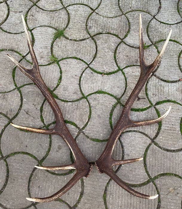 Vând coarne de cerb