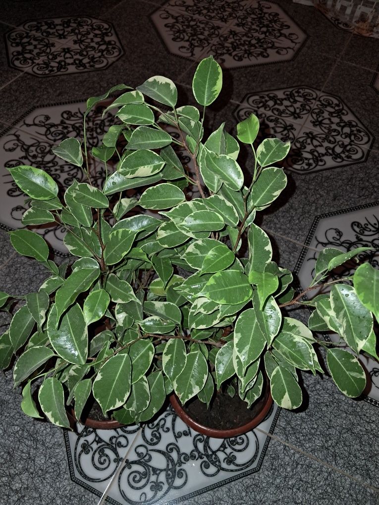 Фикусы разные доллары