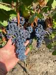 Struguri de vin Merlot si Muscat Ottonel
