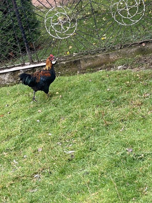 Vând cocoși australorp