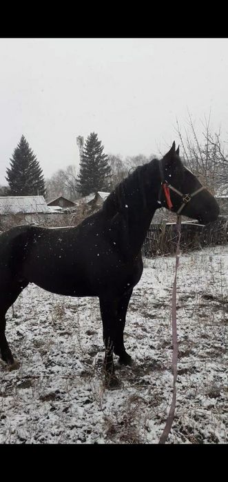 Продам орловскова рысока.